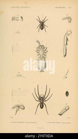 Le règne Animal distribué d'après son Organisation Paris, 1836-1849 Anatomie, Vergleich, Tiere, Klassifizierung, Identifikation, Nomenklatur, Zoologie, Museum of Comparative Zoology, diese Illustration zeigt eine Vielzahl von Arachniden und ihre anatomischen Merkmale. Es enthält detaillierte Darstellungen einer Spinne, eines Skorpions und verschiedener mikroskopischer Strukturen, die mit diesen Kreaturen assoziiert sind. Mehrere beschriftete Abschnitte enthalten Messungen und heben wichtige Merkmale hervor, wie Anhängsel und Körpersegmente, die zur Untersuchung dieser Organismen beitragen. Das Layout betont Taxonomie und biologische cla Stockfoto