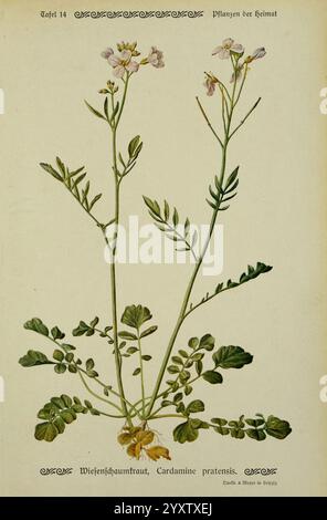 Pflanzen der Heimat Leipzig, Quelle und Meyer, 1913, Deutschland, Bildwerke, Pflanzen, der New York Botanical Garden, Cardamine pratensis, eine Illustration von Cardamine pratensis, allgemein bekannt als Kuckuckblume oder Damengesmock. Diese ausdauernde Pflanze hat zarte weiße Blüten mit einem Hauch von Rosa, die in losen Gruppen auf schlanken Stielen angeordnet sind. Das Laub besteht aus tief gelappten, grünen Blättern, die an der Basis und entlang des Stängels in einem Rosettenmuster wachsen. Die detaillierte Darstellung zeigt sowohl die Blumen als auch die komplizierte Blattstruktur, die den natürlichen Lebensraum und die Schönheit der Pflanze widerspiegelt. Stockfoto