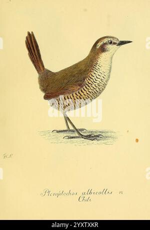 Über einige Vögel von Chili, [St. Petersburg, Académie impériale des Sciences, 1830-1835, Chile, Birds, Ornithology, Scelorchilus albicollis, Eine detaillierte Darstellung eines Vogels, der wahrscheinlich zur Familie der Zauner gehört. Die Art wird als „Pleropachos albicollis“ aus Chile identifiziert, was ihre besonderen Merkmale zeigt. Der Vogel wird in einer natürlichen Haltung dargestellt und zeigt einen bräunlichen Körper mit komplizierten Streifen- und Punktmustern, die seine Textur verbessern. Sein Kopf zeichnet sich durch eine hellere Färbung aus, ergänzt durch markante Augenmarkierungen. Der Schwanz des Vogels steht deutlich aufrecht, und er steht Stockfoto