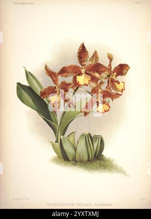 Reichenbachia, St. Albans, London, New York, F. Sander & Co, Orchid Growers & Importers, H. Sotheran & Co, I. Forstermann, 1888-1890, Orchidaceae, Odontoglossum insleayi Splendens, Odontoglossum insleayi, Rossioglossum splendens, Henry Frederick Conrad Sander, Orchideen, Botanik, Blumen, Henry George Moon, eine atemberaubende Illustration des Odontoglossum Insleayi Splendens, mit einer Gruppe von exquisiten Blumen mit satten braunen Blütenblättern, die von leuchtenden gelben und roten Markierungen akzentuiert werden. Die eleganten Blüten werden von üppig grünen Blättern unterstützt, die die komplizierten Details der Orchidee hervorheben. Diese Abbildung Captu Stockfoto