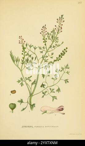 Billeder af nordens Flora København, G.E.C. Gad's forlag, 1917-1927, Plants, Finnland, Skandinavien, der Botanische Garten von New York, Bildwerke, Fumaria officinalis, die Illustration zeigt eine Pflanze, die als „Jordrøg“ (Fumaria officinalis) identifiziert wird und ihre zarten, gefiederten Blätter und kleinen, gefiederten Blüten zeigt. Neben der Pflanze gibt es detaillierte Darstellungen ihrer Samen und Wurzeln, die mit entsprechenden Nummern als Referenz gekennzeichnet sind. Das Kunstwerk hebt die komplizierte Struktur der Blätter hervor, die fein zerlegt sind, sowie die einzigartige Form der Blüten, die röhrenförmig A sind Stockfoto