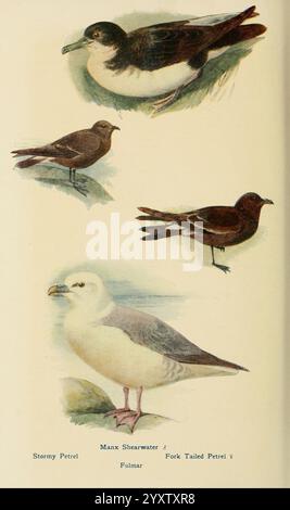 Britische Vögel in ihren Haunts London, Dutton [1922]. Großbritannien, Vögel, nördlicher Fulmar, Hydrobates pelagicus, Puffinus puffinus, Manx-Sturmsturm, Gabelschwanzsturm, Fulmaris glazialis, Sturmsturm, Hydrobates furcatus, diese Illustration zeigt eine Auswahl von Seevögeln, einschließlich Stormy Petrel, Manx Shearwater, Gabelschwanz Petrel und Fulmar. Jeder Vogel wird mit Liebe zum Detail dargestellt, wobei seine Besonderheiten und sein Gefieder hervorgehoben werden. Der Stormy Petrel zeichnet sich durch seine dunkle Färbung und seinen beweglichen Körper aus, während der Manx Shearwater für seine elegante Form und seine elegante Form bekannt ist Stockfoto