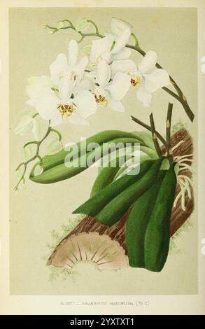 Les orchidées, Paris, J. Rothschild, 1880, Europa, Orchideen, Phalaenopsis amabilis, Orchideenkultur, eine elegante Illustration zeigt eine Gruppe von zarten weißen Orchideen, die ihre komplizierten Blütenblätter und markanten Markierungen in der Mitte zeigen. Diese Orchideen werden auf einem strukturierten, natürlichen Substrat dargestellt, das ihre botanische Schönheit unterstreicht. Die Blüten umgeben von üppigen, grünen Blättern, die einen auffälligen Kontrast bieten und die Gesamtkomposition verbessern. Der sanfte Hintergrund ergänzt das florale Arrangement und schafft eine ruhige und harmonische Darstellung der Eleganz der Natur. Stockfoto