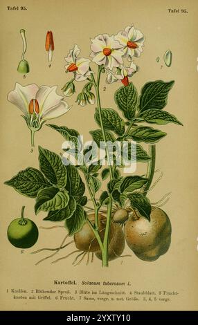 Die Giftpflanzen Deutschlands, Braunschweig, F. Vieweg, 1910, Deutschland, die Abbildung zeigt eine botanische Studie der Kartoffelpflanze, die wissenschaftlich als Solanum tuberosum L. bekannt ist. bekannt für ihre Bedeutung als Grundnahrungsmittel, weist die Pflanze mehrere Komponenten auf, die zur besseren Übersicht numerisch gekennzeichnet sind. (1) die Knollen, die als abgerundete Strukturen unter dem Boden dargestellt sind, sind für den Anbau von wesentlicher Bedeutung. 2. Die Blätter, dargestellt mit komplizierten Details, zeigen das üppige grüne Laub der Pflanze. 3. Zarte weiße Blüten mit violetten Akzenten, die den reproduktiven Asphalt der Pflanze hervorheben Stockfoto