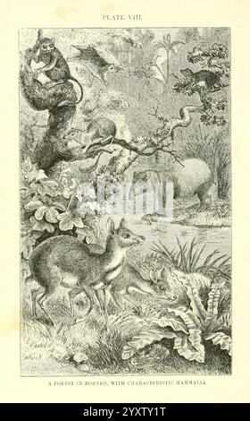 Die geographische Verteilung der Tiere London Macmillan and Co. 1876 Paläontologie Geographie Zoogeographie, die Szene zeigt einen üppigen Wald in Borneo, in dem eine Vielzahl charakteristischer Säugetiere aus der Region beheimatet sind. Im Vordergrund weiden kleine Hirsche zwischen Farnen, die ihre zarten Merkmale und ihr sanftes Auftreten hervorheben. Über ihnen hängt eine Gruppe von Affen spielerisch an Ästen, die ihre Beweglichkeit und Neugier zeigen. Ein größeres Wesen, das an ein Wildschwein erinnert, kann im Hintergrund gesehen werden, das durch das Unterholz navigiert. Die Feinheiten der Flora, einschließlich der Vielfalt Stockfoto