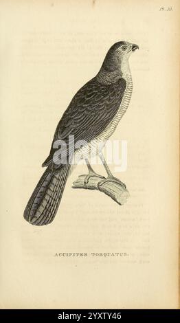 Allgemeine Zoologie oder systematische Naturgeschichte, London, gedruckt für G. Kearsley, 1800-1826, Bildwerke, Zoologie, Vogel, eine detaillierte Abbildung eines Vogels, bekannt als Accipiter torquatus, gemeinhin auch als Europäischer sparrowhawk bezeichnet. Die Kreatur ist in einem Seitenprofil dargestellt, das ihre charakteristischen Merkmale wie einen schlanken Körper, spitze Flügel und einen langen, quadratischen Schwanz zeigt. Der Vogel sitzt auf einem schlanken Zweig, zeigt seinen scharfen Schnabel und sein scharfes Sehvermögen, ein Zeugnis seiner räuberischen Natur. Die komplizierten Details betonen die Textur der Federn, die eine Mischung aus dunklem A aufweisen Stockfoto