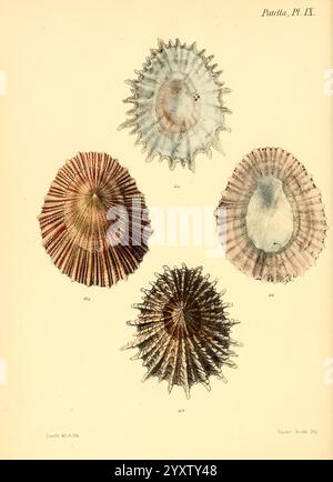 Conchologia Iconica oder Illustrations of the Muscheln of Molluscous Animals, London, Reeve, Brothers, 1843-1878, Mollusken, Bildwerke, Muscheln, die Illustration zeigt eine Sammlung von vier verschiedenen Muscheln, die jeweils einzigartige Muster und Farben zeigen. Die Schalen sind in einer ansprechenden Komposition angeordnet, die ihre unterschiedlichen Formen und Texturen hervorhebt. Die obere linke Schale weist eine gerippte Oberfläche mit leuchtenden Rot- und Orangetönen auf, während die obere rechte Schale durch eine dezentere Färbung mit zarten Streifen gekennzeichnet ist. Die untere linke Schale zeigt ein auffälliges radiales Muster mit ri Stockfoto