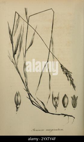 Art Graminum Petropoli Impensis Academiae Imperialis Scientiarum 1828-1836 gramineae Bildwerke Gräser, Eine botanische Illustration, die verschiedene Stadien der Panicum marginatum Pflanze zeigt. Die mittlere Figur zeigt den langgezogenen Stiel mit schlanken Blättern, während der untere Teil detaillierte Darstellungen von Blütenköpfen in verschiedenen Formen zeigt. Jeder Blütenkopf ist von eins bis fünf nummeriert, was die Fortpflanzungsstrukturen der Pflanze darstellt. Diese Illustration dient als wissenschaftliche Referenz und hebt die Anatomie und Wachstumsmuster von Panicum marginatum hervor. Stockfoto