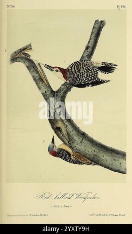 Die Vögel, von Amerika, New York, G.R. Lockwood, 1871, 1839, Birds, North, Amerika, bildlich, Werke, die Illustration zeigt einen Rotbauchspecht, der auf einem gebrochenen Baumzweig thront und sein unverwechselbares Gefieder mit einer auffälligen Kombination aus Schwarz, weiß und Rot zeigt. Der Vogel ist mit aufmerksamen Details illustriert und hebt seinen scharfen Schnabel und seine einzigartigen Markierungen hervor. Unterhalb der Hauptfigur ist ein weiterer Specht unauffällig sichtbar, was der Szene Tiefe verleiht. Der Hintergrund betont die natürliche Umgebung, was auf einen für diese Vögel typischen Lebensraum hindeutet. Der Titel: Rotbauchspecht Stockfoto