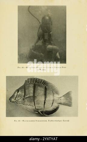 The Arcturus Adventure New York Putnam 1926 Arcturus Schiff Cocos Island Costa Rica Beschreibung und Reise Galapagos Inseln Meerestiere Wissenschaftliche Expeditionen Wälder Loch Ruth Rose Teuthis triostegus Acanthurus triostegus, der obere Abschnitt zeigt einen Taucher, der Unterwassertiefen erforscht. Der Taucher ist mit traditioneller Tauchausrüstung ausgestattet, einschließlich eines Helms und eines Anzugs, die in eine anscheinend reiche aquatische Umgebung getaucht ist. Unten zeigt eine Illustration des Schwarzbarren, wissenschaftlich bekannt als *Decapterus spp.*, die charakteristischen Merkmale des Fischs, einschließlich seines stromlinienförmigen Bods Stockfoto