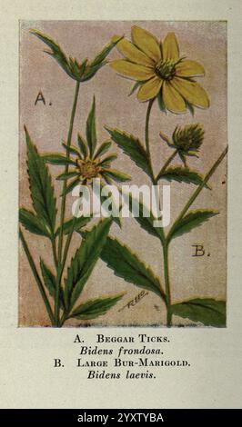 Wild Flowers East, New York, 1910, USA, Wildflowers, die Darstellung zeigt zwei Arten blühender Pflanzen. Auf der linken Seite, gekennzeichnet als „Beggar Ticks“ (Bidens frondosa), sind schlanke, grüne Stiele mit zerklüfteten Blättern und hellgelben Blüten zu sehen, die eine reiche, sternähnliche Struktur aufweisen. Auf der rechten Seite mit der Bezeichnung „Large Bur-Marigold“ (Bidens laevis) präsentiert sich ein ähnliches, aber etwas anderes Blumenarrangement, das sich durch seine breiteren, offeneren Blüten und die markante Blattform auszeichnet. Beide Pflanzen werden mit viel Liebe zum Detail dargestellt, wobei ihre einzigartigen Merkmale und hervorgehoben werden Stockfoto