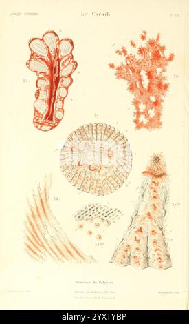 Histoire naturelle du corail Paris J. B. Baillière 1864 Korallen zeigt diese Illustration verschiedene Formen und Strukturen von Korallen und Polypen und hebt deren komplizierte Details hervor. Der obere Abschnitt weist langgezogene Korallenformen mit unterschiedlichen Mustern und Texturen auf, während im Zentrum ein Querschnitt einer Korallenkolonie angezeigt wird, was die radiale Symmetrie unterstreicht. Der untere Teil zeigt eine detaillierte Ansicht der Polypen, die ihre Tentakel und Körperstruktur veranschaulicht, mit Anmerkungen, die numerische Referenzen für Untersuchungen und Identifizierungen bieten. Die Komposition zeigt die Schönheit und Komplexität des Meeres l Stockfoto