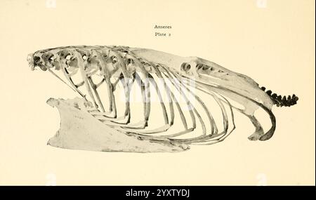 Osteologie der Vögel, 1909, Anatomie, Vögel, Knochen, Osteologie, Trompeterschwan, Anseres, die Illustration zeigt eine Skelettstruktur, die die komplizierte Anordnung der Knochen in einer Meeresbewohner zeigt. Der Schwerpunkt liegt auf dem Brustkorb, mit hervorstehenden Wirbeln und einem auffälligen Schädel. Die detaillierte Darstellung betont die anatomischen Merkmale und ermöglicht eine Untersuchung der Morphologie der Art. Diese wissenschaftliche Darstellung dient als Ressource zum Verständnis der zugrunde liegenden Biologie und des Skelettrahmens des Organismus. Stockfoto