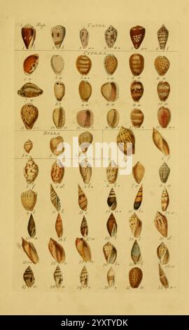 Index testaceologicus, London, 1856, Weichtiere, Muscheln, Muscheln, eine Reihe von aufwändig illustrierten Muscheln, die systematisch in Reihen angeordnet sind und eine reiche Vielfalt an Formen, Farben und Mustern zeigen. Die Sammlung enthält verschiedene Arten von Schalenelementen, die als Referenz nummeriert und beschriftet sind. Jedes Exemplar zeigt einzigartige Markierungen, Texturen und Details, die die natürliche Schönheit und Komplexität der Meereslebewesen hervorheben. Das Layout betont die organisierte Klassifizierung, die wahrscheinlich für pädagogische Zwecke bestimmt ist, und veranschaulicht die Bedeutung der Schalenmorphologie für das Verständnis verschiedener Weichtierarten. Stockfoto