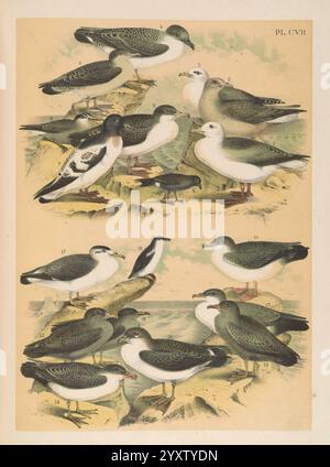 The Birds of North America New York, 1903. Vögel Nordamerika Bildwerke Fulmarus glazialis nördlicher Fulmar Fulmarus glazialoides südlicher Fulmar Procellaria cinerea graues Petrel Puffinus lherminieri Audubon's Sturmtaucher Ardenna gravis große Sturmtaucher Ardenna gravis Stockfoto