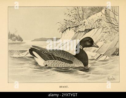 Gefiedert, Wild, of, Northeast, New York, T.Y. Crowell & Co, 1907, Black, brant, Game, und Wild, Vögel, Branta nigricans, Eine brant-Ente gleitet anmutig über die Wasseroberfläche, umgeben von einer ruhigen Landschaft. Die Szene fängt den Vogel in einer ruhigen Haltung ein und zeigt sein markantes dunkles Gefieder im Kontrast zu helleren Tönen am Körper. Im Hintergrund ist eine natürliche Küstenlinie zu sehen, mit Bäumen und sanften Hügeln, die die Umgebung umrahmen. Die Gesamtkomposition unterstreicht die Harmonie zwischen dem Vogel und seinem ruhigen Lebensraum und unterstreicht die Schönheit der Tierwelt in ihrer natürlichen Umgebung Stockfoto