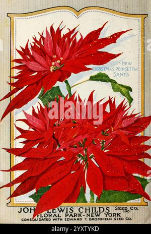 Kinderherbstkatalog, Floral Park, N.. Y, John Lewis Childs, Inc, 1923, Kataloge, kommerzielle Kataloge, Blumen, John Lewis Childs Firma, Gärtnereien Gartenbau, Samen, Gartengeschichten, Weihnachtsmann, in Bloom, Euphorbia pulcherrima, IG, Daily Sci Art, wird Eine lebendige Darstellung von markanten roten Weihnachtskugeln hervorgehoben, deren üppiges Laub und die komplizierten Blütenblätter einen atemberaubenden Mittelpunkt bilden. Unter den Blumen trägt das Etikett den Namen „John Lewis Childs Seed Co.“ und den Standort „Floral Park, New York“. Das Design ist mit dekorativen Elementen eingerahmt, die den festlichen Geist verstärken, Stockfoto