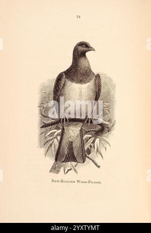 A Classified List of Mr. S. William Silvers Collection of New-Zealand Birds (at the Manor-House, Letcomb Regis), mit kurzen beschreibenden Notizen, London, E.A. Petherick, 1888, Birds, Neuseeland, Kataloge und Sammlungen, Silber, Stephen William, 1819-1905, allgemeines Thema, Auckland war Memorial Museum, Tāmaki Paenga Hira, die Abbildung zeigt eine neuseeländische Holztaube, die anmutig auf einem Zweig thront. Dieser Vogel zeichnet sich durch seine markante Färbung aus, mit einem markanten grau-braunen Körper und einer kontrastierenden helleren Brust. Seine Haltung vermittelt ein Gefühl von Gleichmut, während zarte Details in der enthalten sind Stockfoto