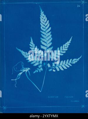 Neuseeland Farne Auckland, Neuseeland, Dobbie, H. B, 1880, Botanik, Botanik-Bildwerke, Farne Neuseeland, Farne Neuseeland Bildwerke, Naturdrucke Neuseeland, Neuseeland, seltene Bücher des 19. Jahrhunderts, Auckland war Memorial Museum Tāmaki Paenga Hira, Ein leuchtend blauer Hintergrund stellt dem zarten, detailreichen Farn seine fein geteilten Blätter und subtilen Kurven gegenüber. Der Farn, genannt Adiantum fulvum, ist mit einem schlanken Wurzelsystem versehen, das sich nach oben erstreckt und die natürliche Anmut der Pflanze unterstreicht. Die Gesamtkomposition ist von sternähnlichen Embellishmen eingerahmt Stockfoto