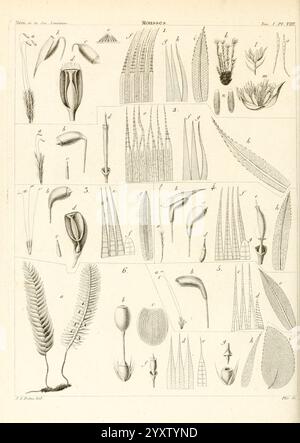 Mémoires de la Société linnéenne de Paris Paris Au Secrétariat de la Société 1822-1828 Naturgeschichtliche Zeitschriften Pflanzen, diese Illustration zeigt eine vielfältige Sammlung botanischer Exemplare, die verschiedene Pflanzenstrukturen und -Formen zeigen. Die Anordnung umfasst komplexe Blattmuster, Blütenformen und einzigartige Samenstrukturen, die jeweils zur Identifizierung gekennzeichnet sind. Die Details verdeutlichen die Vielfalt der Pflanzenmorphologie, wobei Beispiele unterschiedliche Wachstumsgewohnheiten und Fortpflanzungsmerkmale widerspiegeln. Insgesamt dient das Stück als wertvolle Referenz für das Verständnis der botanischen Anatomie und Klassik Stockfoto