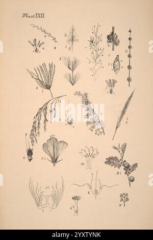 Plantenkunde voor Indië Semarang G. C. T. Van Dorp & Co. 1892 Indonesia Plants, Eine Sammlung botanischer Illustrationen, die verschiedene Pflanzenarten darstellen, gekennzeichnet mit Buchstaben, die jeder Abbildung entsprechen. Die Arrangements umfassen detaillierte Darstellungen von Blättern, Blumen und Stämmen, die die Vielfalt der Flora veranschaulichen. Die Illustrationen sind methodisch organisiert und zeigen die einzigartigen Eigenschaften jeder Pflanze, wobei einige mit komplizierten Blumenstrukturen und andere mit feinen Blattmustern versehen sind. Jeder beschriftete Abschnitt ermöglicht eine einfache Identifizierung und Untersuchung der verschiedenen Anlagen Stockfoto