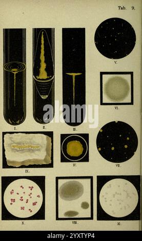 Atlas and Essentials of Bacteriology, New York, William Wood & Co, 1897, Bakterien, Atlanten, bakteriologische Techniken, eine Sammlung wissenschaftlicher Illustrationen, die verschiedene mikroskopische Organismen und Phänomene darstellen. Die Bilder umfassen langgezogene Formen, die die Strömungsdynamik zeigen, kreisförmige Formen, die Mikroorganismen darstellen, und detaillierte Strukturen, die Bakterienkolonien hervorheben. Jede Illustration ist mit römischen Zahlen beschriftet, die auf unterschiedliche Studienthemen hinweisen. Das Design legt den Schwerpunkt auf die biologische Vielfalt und das mikroskopische Leben, was eine frühe Erforschung der mikroskopischen Welt veranschaulicht Stockfoto