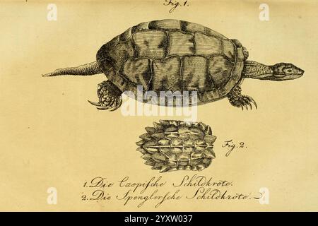 Herr de la Cepede's Naturgeschichte der Amphibien Weimar, Verlage des Industrie = Comptoir's, 1800-1802, Amphibien, Reptilien, die Illustration zeigt eine detaillierte Darstellung von zwei Arten von Schildkröten. Der obere Teil zeigt eine Seitenansicht einer Schildkröte mit ihrer ausgeprägten Schalenstruktur und ihren Gliedmaßen, die als „die Caspische Schildkröte“ (die Kaspische Schildkröte) bezeichnet sind. Unten ist eine andere Schildkröte von oben nach unten abgebildet, die ihr einzigartiges Schalenmuster zeigt, das als die Spiegelegge Schildkröte bezeichnet wird. Beide Illustrationen sind sorgfältig gezeichnet und heben den hervor Stockfoto