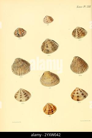 Conchologia Iconica oder Illustrationen of the Muscheln of Molluscous Animals London, Reeve, Brothers, 1843–1878. Mollusks, Pictorial Works, Muscheln, die Illustration zeigt eine Sammlung verschiedener Arten von Muscheln, die ihre einzigartigen Formen und komplizierten Muster zeigen. Jede Schale ist systematisch angeordnet und mit einer Referenznummer versehen, die ihre Klassifizierung angibt. Die Exemplare weisen unterschiedliche Designs auf, die von gestreiften bis hin zu spiralförmigen Texturen reichen, was die Vielfalt der Natur unterstreicht. Die Gesamtpräsentation betont die Schönheit der Meereslebewesen und die detaillierte Untersuchung von Weichtieren. Jeweils Stockfoto