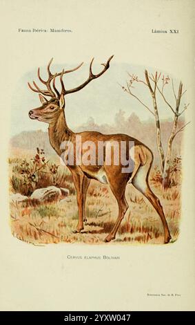 Fauna Ibérica, Mamíferos Madrid, Museo Nacional de Ciencias Naturales, 1914, Säugetiere, Spanien, Taxonomie: Trinomial= Cervus elaphus bolivari, Hirsch, Ein wunderschön illustrierter Cervus elaphus bolvari, allgemein bekannt als bolivianischer Rotwild, steht elegant in einer natürlichen Umgebung. Der Hirsch zeigt sein beeindruckendes Geweih mit einer Mischung aus Braun und Creme auf seinem Fell, das die umliegende Landschaft widerspiegelt. Die Kulisse zeigt karge Bäume und Laub, was auf einen ruhigen Lebensraum hindeutet. Diese Darstellung hebt die Anmut und Majestät der Art hervor und betont ihre besonderen Merkmale und den Beau Stockfoto