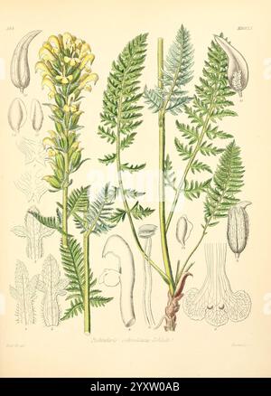 Icones florae Germanicae, Helveticae, Pedemontanae, Tirolensis, Istriacae, Dalmaticae, Austriacae, Hungaricae, Transylvanicae, Moravicae, Borussicae, Holsaticae, Belgicae, Hollandicae, Mediae Europae, Lipsiae, F. Hofmeister, 1834-1912, v. 1, 1850, Europa, Bildwerke, Pflanzen, eine Illustration, die die zarte Schönheit einer Pflanzenart zeigt, mit üppig grünen farnähnlichen Blättern auf beiden Seiten. In der Mitte befindet sich ein blühender Stiel mit leuchtend gelben Blüten, der der Gesamtkomposition einen lebendigen Touch verleiht. Um die Hauptanlage herum sind detaillierte botanische Skizzen hervorgehoben Stockfoto
