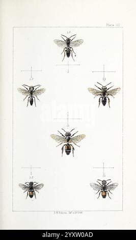 British, Bees, London, L. Reeve & Co, 1866, Bees, Großbritannien, Hymenoptera, eine detaillierte botanische Studie, die eine Vielzahl von Bienen zeigt, jede sorgfältig illustriert und mit entsprechenden Nummern gekennzeichnet. Die Proben werden aus verschiedenen Winkeln präsentiert, um ihre anatomischen Merkmale, einschließlich Flügelstruktur und Körpermarkierungen, hervorzuheben. Die Darstellung betont die Vielfalt innerhalb der Bienenarten und gibt Einblicke in ihre Morphologie. Das Arrangement schlägt eine wissenschaftliche Klassifizierung vor, wobei der Schwerpunkt auf den komplizierten Details liegt, die jede Biene unterscheiden. Dieses Werk dient wahrscheinlich als Ed Stockfoto