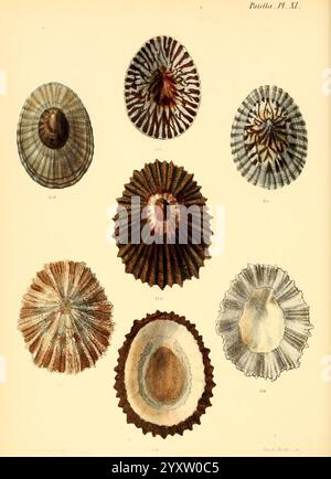 Conchologia iconica oder Illustrationen der Muscheln von Weichtieren, London, Reeve, Brothers, 1843-1878, Mollusken, Bildwerke, Muscheln, eine komplizierte Ausstellung verschiedener Muschelexemplare, die verschiedene Formen und Texturen zeigen. Die Kollektion enthält eine Reihe von Seeigel- und Muschelschalen, die jeweils mit einer Nummer zur Identifizierung gekennzeichnet sind. Die Muscheln weisen einzigartige Muster und Farben auf, die ihre natürliche Vielfalt unterstreichen. Einige Schalen sind glatt und abgerundet, während andere robust und stachelig sind, was die Vielfalt widerspiegelt, die in Meeresumgebungen zu finden ist. Jede Probe ist sorgfältig angeordnet Stockfoto