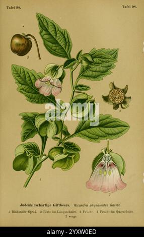 Die Giftpflanzen Deutschland. Braunschweig, F. Vieweg, 1910, Deutschland, Giftpflanzen, diese botanische Illustration zeigt die Pflanze Nicandra physalides, allgemein bekannt als der Apfel von Peru. Die detaillierte Darstellung umfasst mehrere Elemente Stockfoto