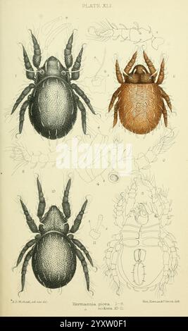 British Oribatidae London The Ray Society 1884-1888 Great Britain Milben Arachnida Oribatidae, die Abbildung zeigt detaillierte Darstellungen verschiedener Spinnentiden, die sich speziell auf eine Art von Spinnen konzentrieren. Der obere linke Abschnitt zeigt eine Nahansicht der Spinne aus der dorsalen Perspektive und hebt deren Textur und anatomische Merkmale hervor, einschließlich segmentierter Körperteile und Beinstruktur. Oben rechts zeigt eine ähnliche Spinne aus einer ventralen Ansicht, die Unterschiede in Farbe und Textur betont. Unter diesen beiden Darstellungen zeigt ein kompliziertes Diagramm die wichtigsten anatomischen Merkmale, su Stockfoto