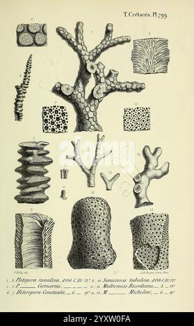 Paléontologie francaise, Paris, Chez l'auteur, 1840-1894, Frankreich, Paläontologie, Jura, Tertiär, Kreidezeit, Paläobotanik, Mollusken-Fossil, Seeigel-Fossil, Fossilien, Eine Sammlung komplizierter Illustrationen, die verschiedene Korallenformationen und ihre Texturen zeigen. Die Zusammensetzung umfasst mehrere verschiedene Proben, die jeweils mit Nummern zur Identifizierung gekennzeichnet sind. Jede Illustration zeigt einzigartige Muster und strukturelle Merkmale: Einige sind verzweigt und zeigen ihre ausgeklügelten Wachstumsformen, während andere eher abgerundete Formen mit detaillierten Oberflächenmustern präsentieren. Das pädagogische Piec Stockfoto