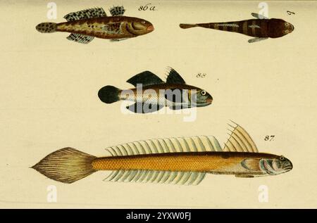 Abbildung und Beschreibung der Fische Nürnberg Samuel Winterschmidt 1787 Fische, die Abbildung zeigt eine Reihe von Fischen, nummeriert zur Identifizierung. Oben links zeigt ein kleiner, strukturierter Fisch markante Muster auf seinem Körper. Daneben befindet sich ein schlanker, langgestreckter Fisch, der sich durch ein glattes Aussehen auszeichnet. Unten besticht ein breiterer Fisch durch seine einzigartige Form und markante Merkmale, während der größte Fisch auf dem Boden einen fächerartigen Schwanz und markante Flossen aufweist. Jeder Fisch ist akribisch detailliert und hebt seine anatomischen Merkmale und seine Färbung hervor. Stockfoto