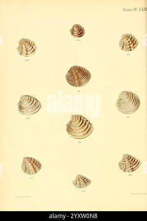 Conchologia Iconica oder Illustrationen of the Muscheln of Molluscous Animals London, Reeve, Brothers, 1843–1878. Weichtiere, Bildwerke, Muscheln, die Illustration zeigt eine Sammlung verschiedener Muscheln, die ihre einzigartigen Formen und komplizierten Muster zeigen. Jede Probe ist nummeriert und in einem Rasterformat angeordnet, um eine einfache Identifizierung und Untersuchung zu ermöglichen. Die Schalen weisen eine Reihe von Texturen auf, wobei einige glatte Oberflächen aufweisen, während andere ausgeprägte Grate und Spiralen aufweisen. Die subtilen Farbvarianten und Details unterstreichen die natürliche Schönheit und Vielfalt dieser Meeresorganismen, Inviti Stockfoto