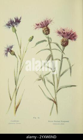 Blumen des Feldes London Society for Promotion Christian Knowledge 1911 Großbritannien Pflanzen Botanik Blumen Kornblume Junggesellen-Knopf centaurea Cyanus braun leuchtend Knapweed centaurea jacea, die Abbildung zeigt zwei verschiedene Arten von blühenden Pflanzen prominent dargestellt. Auf der linken Seite ist die Kornblume mit ihren markanten, spitzen blau-violetten Blüten und schlanken grünen Stielen dargestellt, die ihr zartes Aussehen unterstreichen. Auf der rechten Seite zeigt das Brown Radiant Knapweed eine Reihe von leuchtenden violetten Blüten, umgeben von grünem Laub. Jede Pflanze wird mit Aufmerksamkeit behandelt Stockfoto