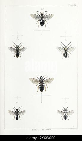 British Bees London L. Reeve & Co. 1866 Bees Great Britain Hymenoptera, diese Abbildung zeigt eine Sammlung detaillierter botanischer Zeichnungen, die sechs verschiedene Bienenarten darstellen. Jedes Exemplar wird in verschiedenen Richtungen präsentiert und zeigt seine charakteristischen Merkmale. Die Bienen sind mit entsprechenden Nummern gekennzeichnet, die ihre spezifische Klassifizierung angeben. Die akribische Liebe zum Detail erfasst Merkmale wie Flügelstruktur, Körpersegmente und Antennen und hebt die Vielfalt innerhalb der Bienenfamilie hervor. Diese Darstellung dient als wertvolle Referenz für entomologische stu Stockfoto