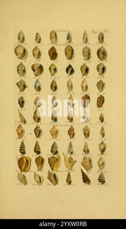 Index Testaceologicus London Willis and Sotheran 1856 Muschelschalen zeigt das Bild eine detaillierte Sammlung verschiedener Muscheln, die in einem strukturierten Gitterformat angeordnet sind. Jede Schale ist akribisch dargestellt und zeigt unterschiedliche Formen, Muster und Farben. Das Layout enthält mehrere Zeilen und Spalten, wobei jede Schale als Referenz nummeriert ist. Die komplizierten Designs heben die vielfältige Schönheit der Meereslebewesen hervor und zeigen eine Vielzahl von Arten, von langen und spiralförmigen Formen bis hin zu breiten und flachen Sorten. Die Gesamtkomposition betont die natürliche Vielfalt und Kunstfertigkeit des Stockfoto