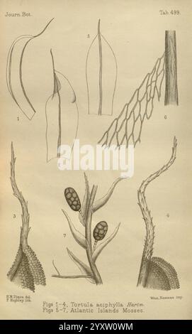 Journal of Botany, britisches und ausländisches London Robert Hardwicke 1863-1942 Botany Great Britain Zeitschriften Pflanzen, diese Illustration zeigt detaillierte botanische Zeichnungen verschiedener Moosarten, insbesondere Tortula aciphylla und andere Atlantikinsel-Moose. Die Zeichnungen heben die einzigartigen Strukturen des Mooses hervor, einschließlich langgezogener Blätter und komplizierter Verzweigungsmuster. Detaillierte Darstellungen der Fortpflanzungsstrukturen, wie Kapseln, sind ebenfalls vorhanden, die den Lebenszyklus und die Morphologie dieser Pflanzen veranschaulichen. Jede Figur ist aus Gründen der Klarheit beschriftet, um die Wissenschaftler zu demonstrieren Stockfoto