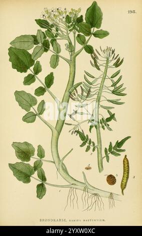 Billeder af Nordens Flora, København, G.E.C. Gad, 1901-1903 [d. h. 1907], Bildwerke, Pflanzen, Skandinavien, die Illustration zeigt eine detaillierte botanische Studie der Pflanze, die als „Brondkarse“ oder „Barbip Nasturtium“ bekannt ist. Er zeigt den Stamm, die Blätter, Blüten und Früchte der Pflanze und gibt einen Einblick in ihre Struktur. Die Blätter sind abwechselnd entlang des Stiels angeordnet, mit einer markanten Form und Textur. Blumenarrangements und Samen sind enthalten, was die Fortpflanzungsaspekte der Pflanze hervorhebt. Ein beschrifteter Wurzelabschnitt erhöht den Bildungswert und zeigt die Verankerungssysteme der Pflanze Stockfoto