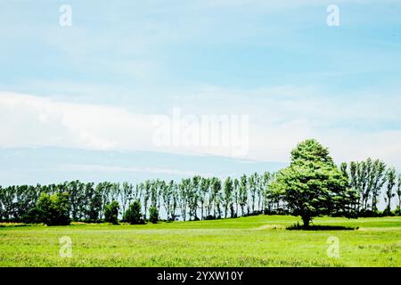 Einsamer Zucker-Ahornbaum im Heufeld mit einer Reihe von Pappeln und Himmel dahinter. Wie aus Kinney Road, Riverton Township, Michigan, USA. Stockfoto