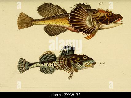 Abbildung und Beschreibung der Fische, Nürnberg, Samuel Winterschmidt, 1787, Fishes, diese künstlerische Darstellung zeigt zwei unterschiedliche Fischarten, jede mit komplizierten Details. Der obere Fisch verfügt über einen stromlinienförmigen Körper, der mit zarten Flossen und einem auffälligen Schuppenmuster in Gold- und Brauntönen verziert ist. Sein Mund ist leicht offen und zeigt einen Hauch von Zähnen, während seine markanten Rückenflossen elegant auffächern. Unten zeigt der zweite Fisch ein kontrastierendes Erscheinungsbild, das durch kräftige Schwarz-weiß-Muster gekennzeichnet ist. Zu den einzigartigen Merkmalen gehören ein breiterer Kopf und ein lebendiges, exaktes Design Stockfoto