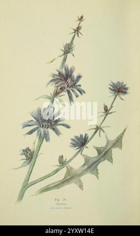 Flowers of the Field London, Society for Promotion Christian Knowledge, 1911. Grossbritannien pflanzt Botanik Blumenblumen Chicorée cichorium intybus, Eine zarte Illustration zeigt eine Zichorienpflanze mit leuchtend blauen Blüten, die deutlich über schlanken grünen Stielen stehen. Die Komposition betont die charakteristischen gezackten Blätter der Pflanze, die tiefgrün und gezackt sind und einen schönen Kontrast zu den Blüten bilden. Jeder Blumenkopf ist mit komplizierten Details dargestellt, die die einzigartige Form der Blütenblätter zeigen, die nach außen strahlen. Unterhalb der Anlage zeigt eine feine Linie die Referenzzahl f an Stockfoto