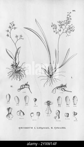 Flora brasiliensis, Enumeratio Plantarum in Brasilia Hactenus Detectarum, Monachii et Lipsiae [München & Leipzig], R. Oldenbourg, 1840-1906, Brasilien, Deutschland, Gravur, Botanik, 1840, Unfarbig, Botaniker, diese Illustration zeigt zwei Orchideenarten der Gattung Oncidium, die speziell als Oncidium L. Löfgrenii und Oncidium H. Edwallii bezeichnet werden. Jede Orchidee zeigt eine detaillierte Darstellung ihrer Blüten und ihres Laubs, die die einzigartigen Merkmale ihrer Blüten und Wachstumsmuster hervorhebt. Um die Hauptpflanzen herum befinden sich kleinere Skizzen, die zeigen Stockfoto