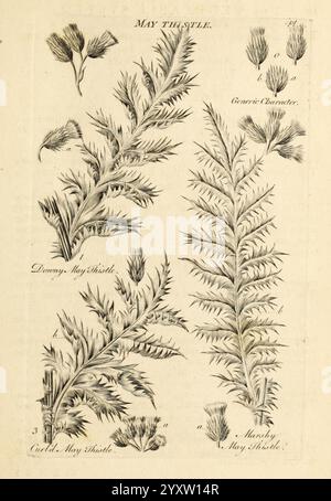 Das Gemüsesystem London 1759-1763 Botanik Pictorial Works, Eine botanische Illustration der Maistzistel, die ihre charakteristischen Blattmuster und Blütenköpfe zeigt. Das Design enthält detaillierte Darstellungen der Struktur der Anlage, wobei sowohl die oberen als auch die unteren Segmente der Blätter hervorgehoben werden. Beigefügte Etiketten ermöglichen die Kennzeichnung verschiedener Pflanzenteile, wie z. B. „Zeichnung“, „Maiststahle“ und „Marked by May Thistle“. Diese pädagogische Darstellung betont die komplizierten Details der Morphologie der Distel, was sie zu einer wertvollen Ressource für botanische Studien macht. Stockfoto