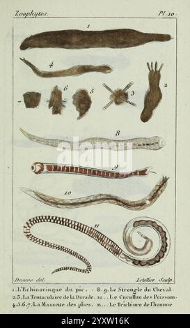 Atlas des zoophytes, Paris, Roret, libraire rue Hautefeuille, au Coin de celle du battoir, annelida, Atlanten, Cnidaria, Echinodermata, Aale, Helminthen, Würmer, diese detaillierte Illustration zeigt eine Vielzahl von Meeres- und Landorganismen und zeigt ihre komplexen Formen und Strukturen. Der obere Abschnitt zeigt gestreckte und segmentierte Lebewesen, darunter ein Stachelhäuter, ein Pferdeschwamm und verschiedene Arten von Tentakeln und Würmern. Jede Probe ist als Referenz nummeriert, wodurch ihre einzigartigen anatomischen Merkmale hervorgehoben werden. Die untere Reihe enthält weitere Proben, was auf eine vielfältige Repr Stockfoto