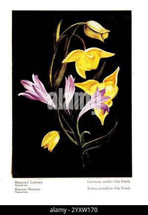 Wild, Blumen, aus, den Bergen, Canyons und, Täler, von Kalifornien, San, Francisco, H. S. Crocker, Co, [c1915], Botanik, Kalifornien, Bilder, Werke, Wildblumen, dieses Kunstwerk zeigt eine wunderschön angeordnete Komposition verschiedener Lilien mit ihren unterschiedlichen Formen und leuchtenden Farben. Im Mittelpunkt stehen die eleganten gelben Blüten der „Herzogin“-Laterne neben exquisiten rosafarbenen Blüten, die beide mit komplizierten Details in ihren Blütenblättern versehen sind. Der Kontrast zwischen den Blüten unterstreicht ihre einzigartigen Eigenschaften, mit zarten Linien und Schattierungen, die das Overall verstärken Stockfoto