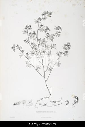 Tentamen, Florae, Abessinicae, Parisiis, Arthus, Bertrand, 1847-1851, diese Illustration zeigt eine botanische Darstellung einer blühenden Pflanze, die ihre zarte Struktur und mehrere Zweige mit kleinen Blüten zeigt. Die Pflanze wird mit detaillierter Genauigkeit dargestellt, wobei die Anordnung der Blätter und Blüten hervorgehoben wird. Unter der Hauptpflanze sind verschiedene Stufen oder Teile der Pflanze dargestellt, einschließlich Samen und Wurzeln, die einen umfassenden Überblick über ihre Anatomie bieten. Die Etiketten geben die verschiedenen Bestandteile an, die zum wissenschaftlichen Verständnis dieser Art beitragen. Die Gesamtanzahl der Stockfoto